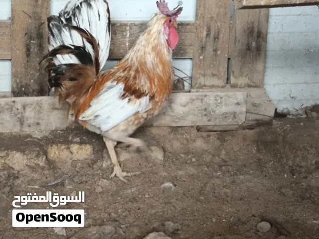 يا الله اخوان السلام عليكم  اخوان ديج كويتي ترثه افرك للبيع ديج خط اول مكاني الجزيره