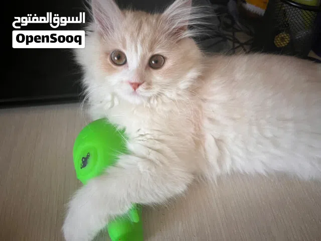 قطة صغيرة شيرازي العمر 4 شهور ونص