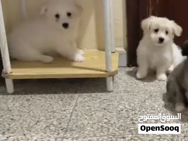 كلاب مالتيز  العمر شهرين لمحبي الكلاب