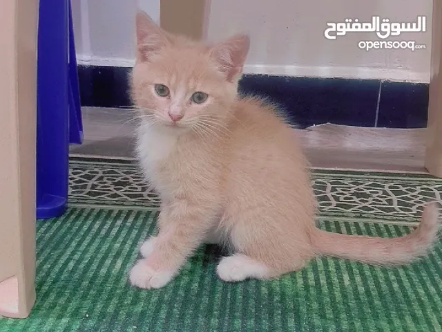 للتبني عدد 2 قطط ماعرف عنهم شي