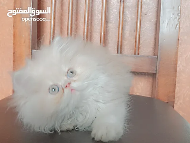 بنوتة هيماايا بيكى فيس اصول مسجلة