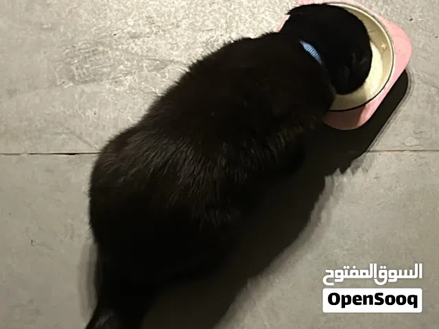 للتزاوج فقط ذكر سكوتش بيور