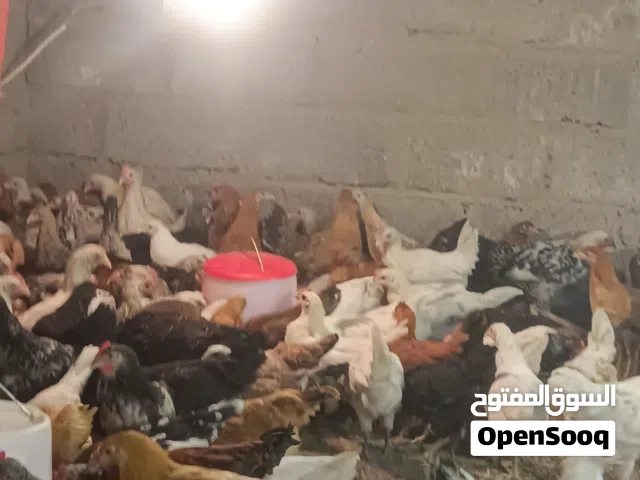 دجاج عماني للبيع