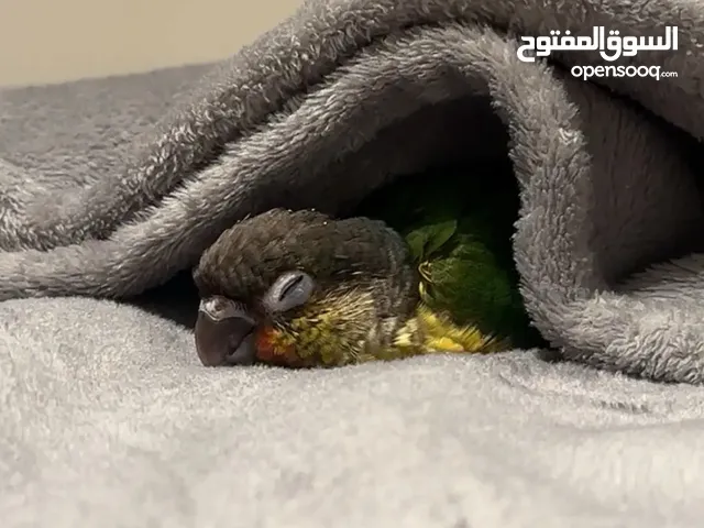 Green chick for seal