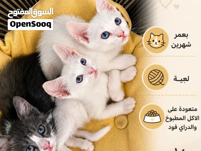 قطط صغيرة للبيع