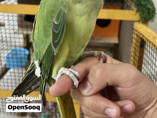 ببغاء دره هندي
