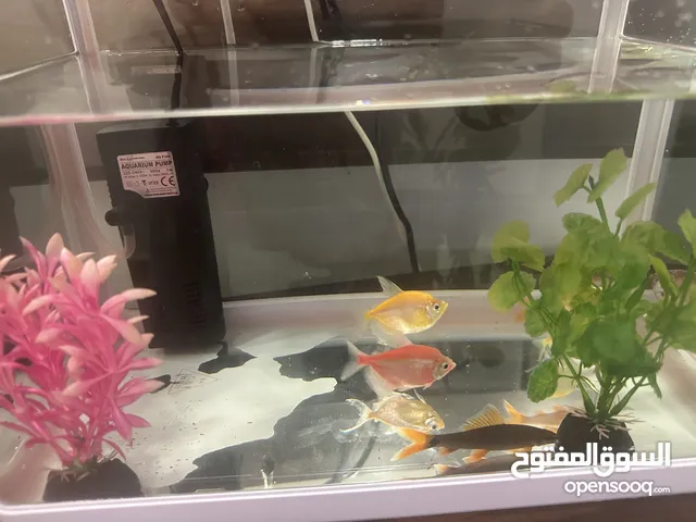 Fish tank حوض سمك