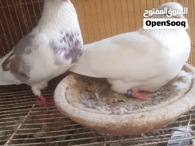 للبيع حمام كوتي لوت كل زوج و سعره الاسعار تبدا من 15 وفوق