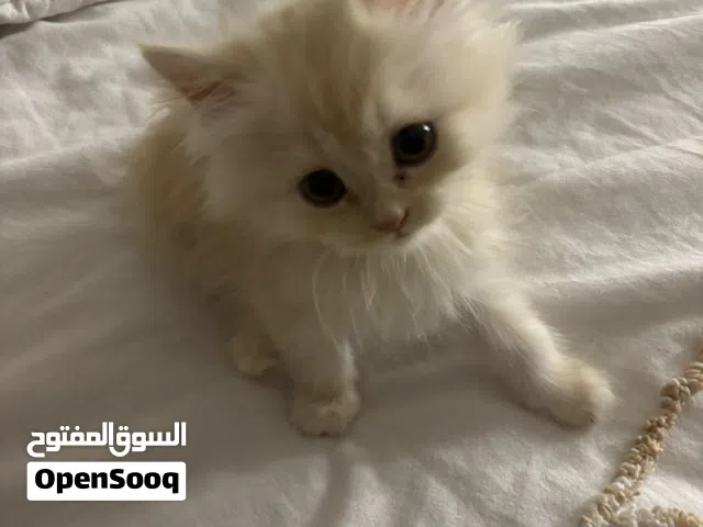 قطط شيرازي كتن للبيع