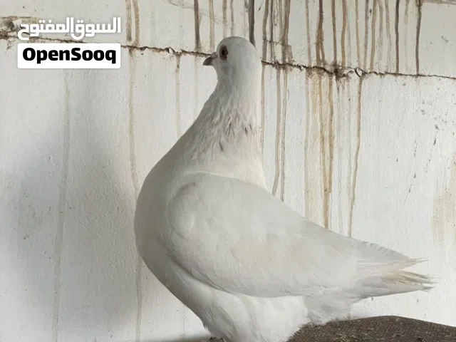 طبه تاكسن طالعين من ساس مميز