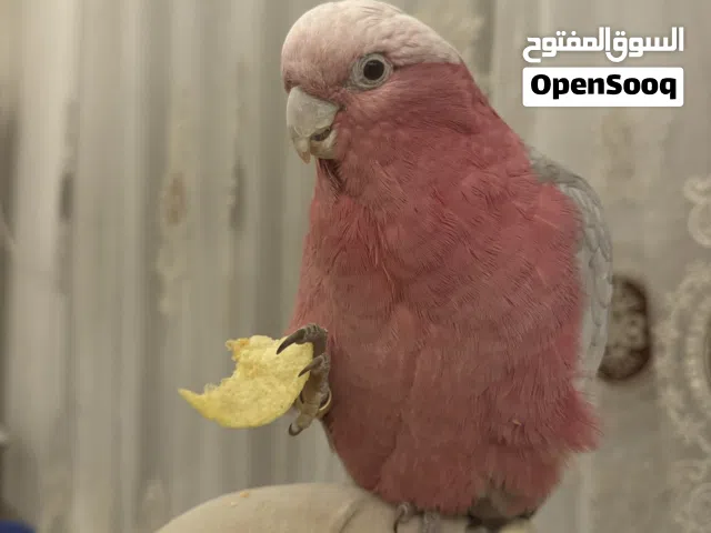 جالا كوكاتو عمر 8 اشهر حلقه 25 بشهر 12