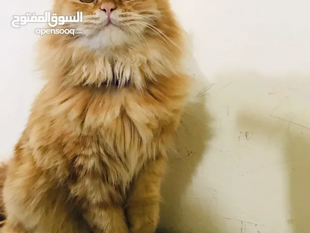 قطه فحل شيرازي