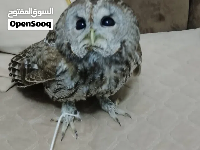 بومة  هادي واليفي او للبدل على جاج او حمام