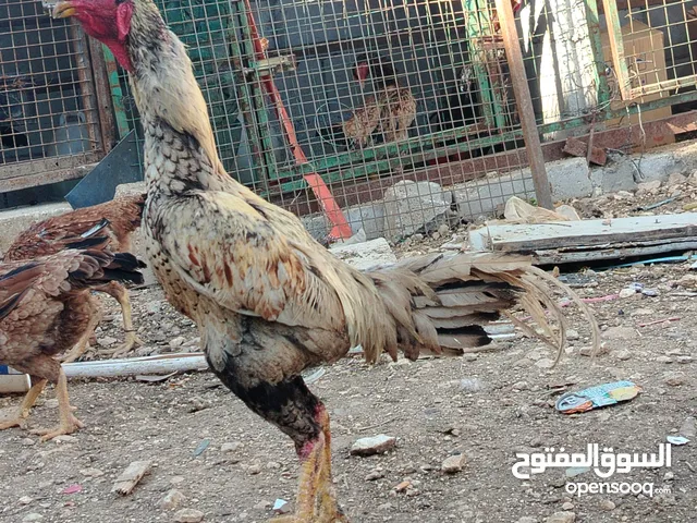 متاح بيض باكستاني خط اول..