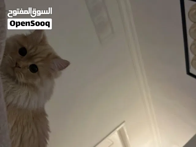 قطه شيرازي للتبني