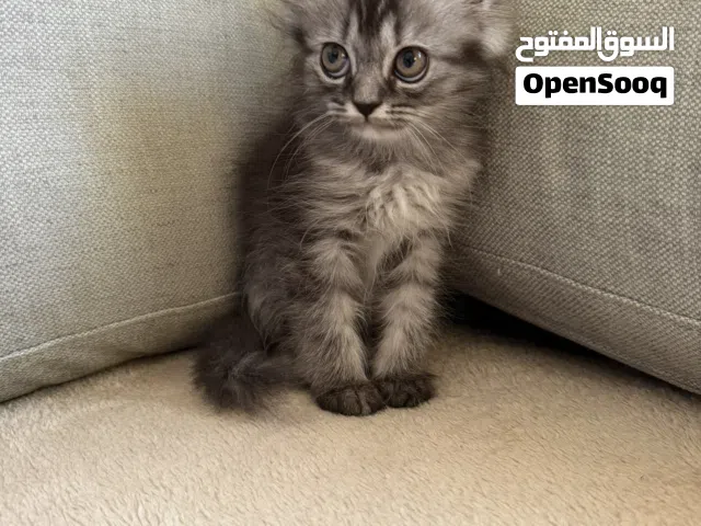 Pure Siberian cat  this is the three month old