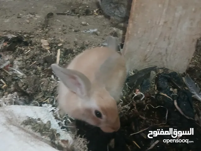 أرانب بلدي للبيع