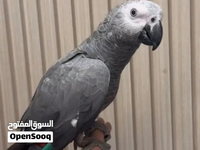 كاسكو اليف 2300 نهائي