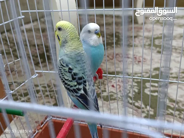 كوبيه بقلينو الله يبارك