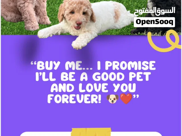 بودل ميني للبيع عاجل سعر حلو