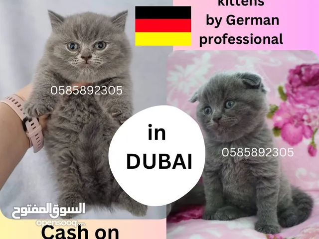 Premium kittens in Dubai