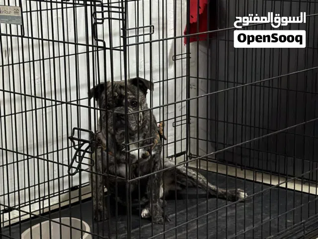 ذكر فرينش بول دوج