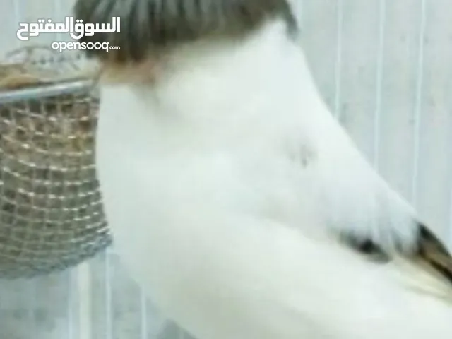 6 اجواز طيور الكنار النادرة جلوستر اللون الأبيض المميز والجزري وبولند  السعر 1600 مع الأقفاص
