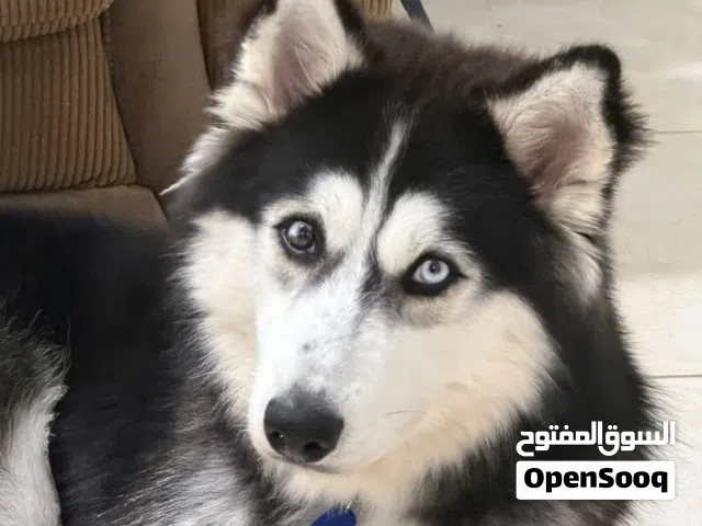 كلب هاسكي للبيع تواصل للجادين