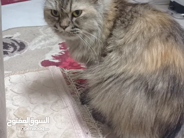قطة للزواج هي بنت نريد قط ولد للزواج
