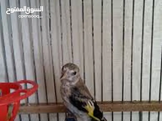 مطلوب فراخ حسون للبيع