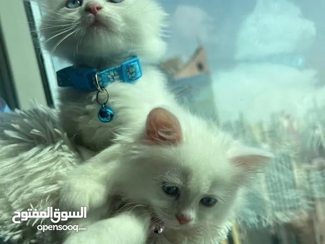 قطط راغدول بيور الأمريكية Ny11point تربية منزل المميزة عن باقي القطط ذكية جداً حنونة لعوبة ومسالمة