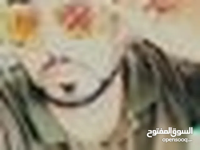 عبود السلوادي