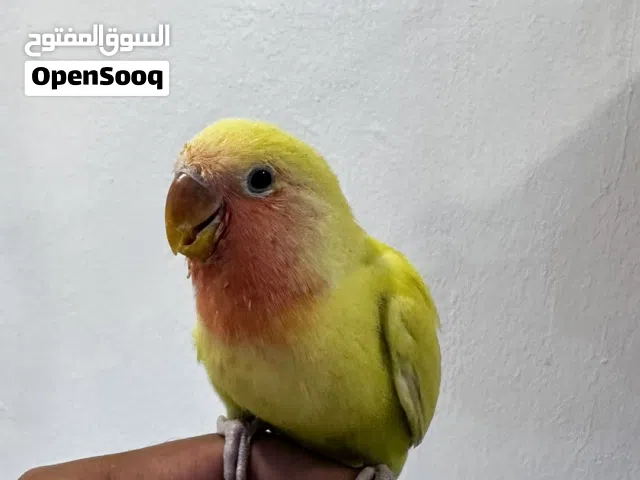 للبيع فرخ روز