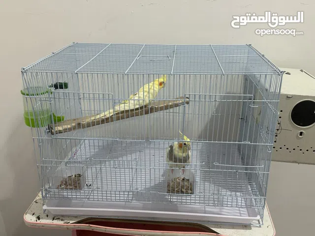 طيور كوكتيل جوز للبيع