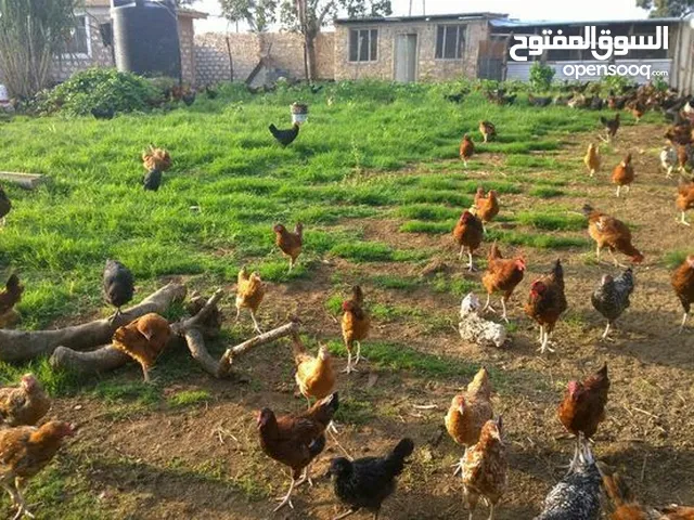 مطلوب دجاج بلدي