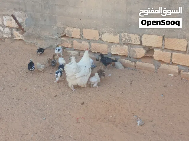 مكانهم تاجوارء