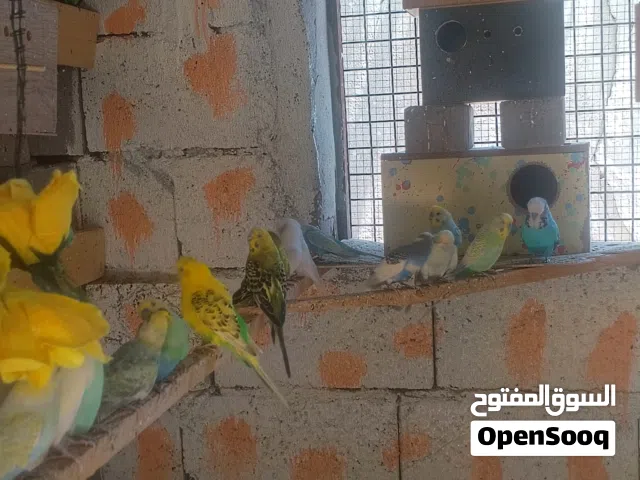 طيور حب اقرأ الوصف