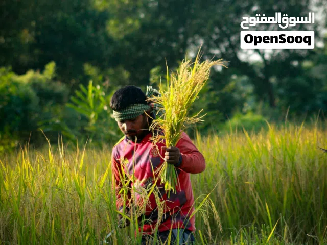 للبيع أرض زراعية 3 أفدنة – بنجر السكر – الإسكندرية