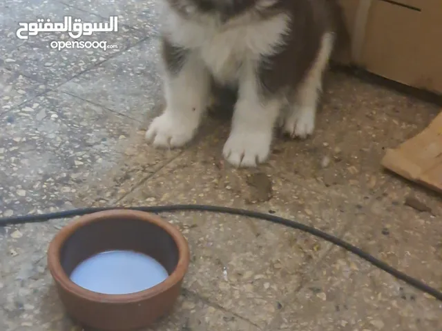 ولد هاسكي للبيع