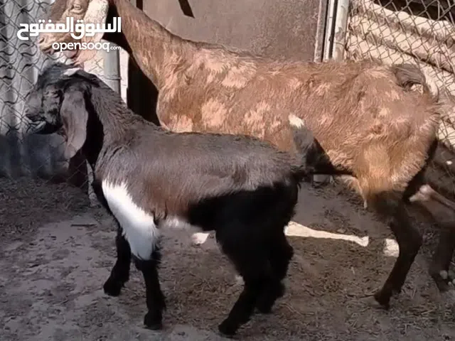 صخله شاميه صلمه وراها ذكر