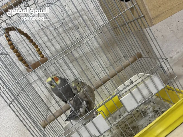 ببغاء كوكتيل