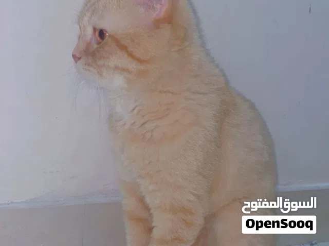 قطه شيرازيه