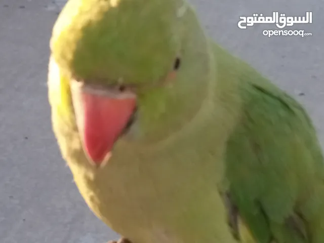 ببغاء الدرة الهندي