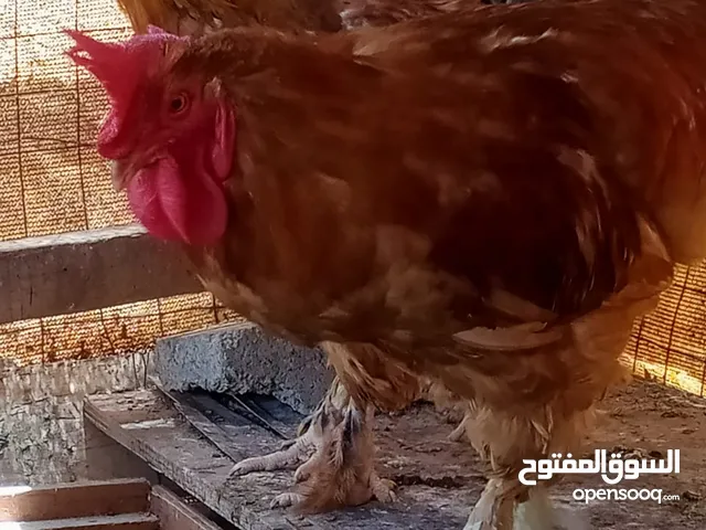 ديك الكوشن العملاق العمر  9 اشهر بصحه ممتازه
