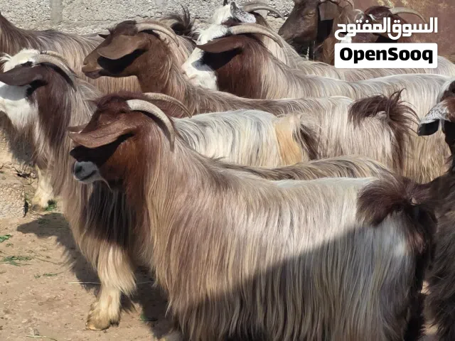 للبيع غنم فول فول سمنة ماشاء الله شي فاخر باغي شي زين ماعليهن كلام ذبايح طيبة واقف كلام عنهن عدد12