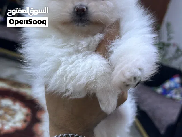 بومرينيان للبيع