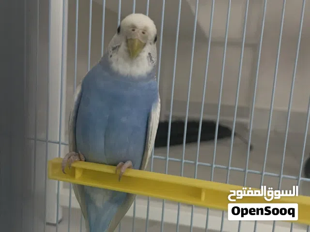 بغبغاء باجي
