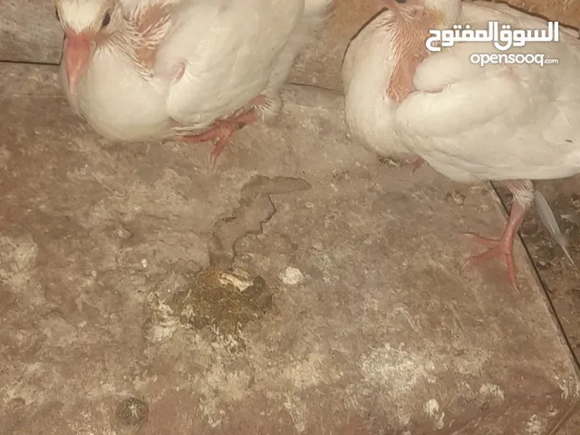 زغليل حمام فرنسي جانبو