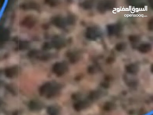 ارض للبيع في منطقه كفر عين  مساحه  5دونم موجد فيها 80 شجرزيتون تصنيف الف