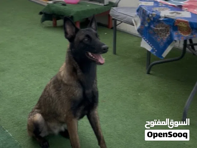 مالينوا انثي